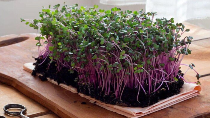 अपने किचन गार्डन में पौष्टिक पौधा लगाएं