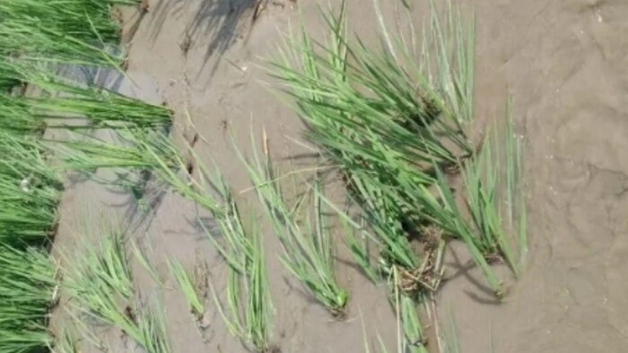 केरल के किसानों के लिए खोले गए नियंत्रण कक्ष