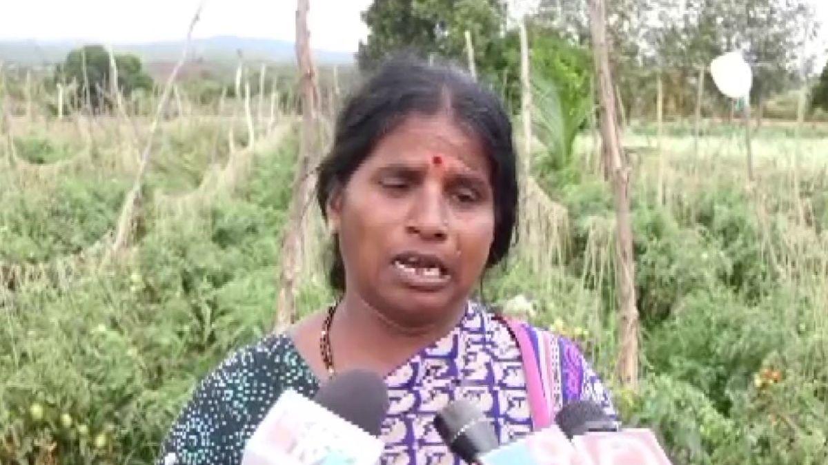 Tomato Price: 2.5 लाख का टमाटर हुआ चोरी, खेत से ही उठा ले गए चोर, किसान ने दर्ज करवाई FIR