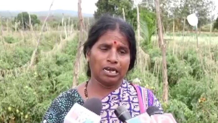 खेत से ढाई लाख का टमाटर ले भागे चोर, थाने पहुंची किसान, (ani)