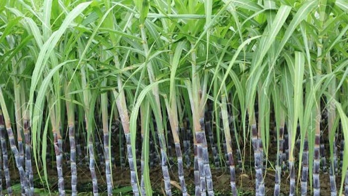 गन्ने की खेती में कितना लगता है पानी