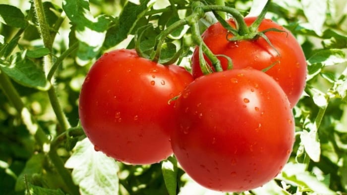 टमाटर की कमी पूरी करेंगी ये चीजें