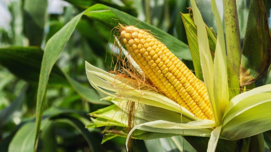 Maize Farming: जुलाई के महीने में मक्के की इन किस्मों की करें बुवाई, मिलेगी बंपर पैदावार - sowing these varieties of maize in the month of July will get bumper production -