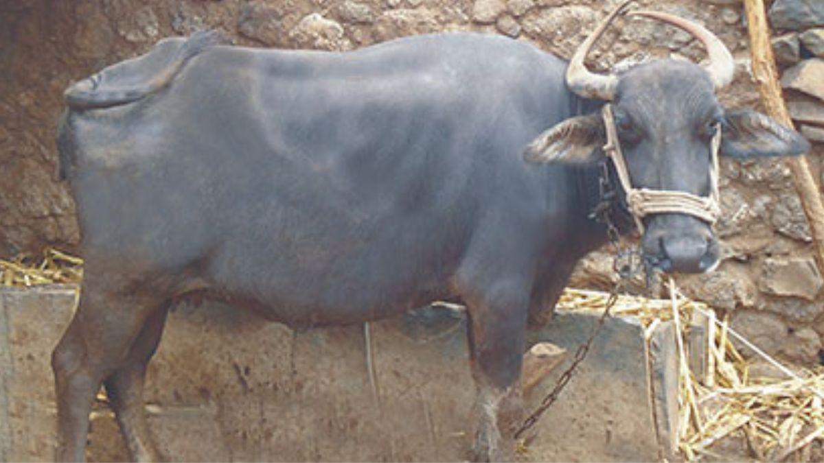 Dharwadi Buffalo इस भैंस के बिना नहीं बन सकती ये GI टैग मिठाई, दुनिया