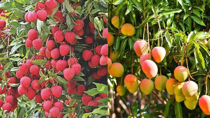 स्वीडन के लोगों को पसंद आई सहारनपुर की लीची