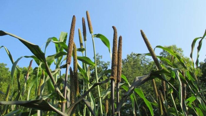 जुलाई के महीने में बाजरे की इन किस्मों की करें बुवाई