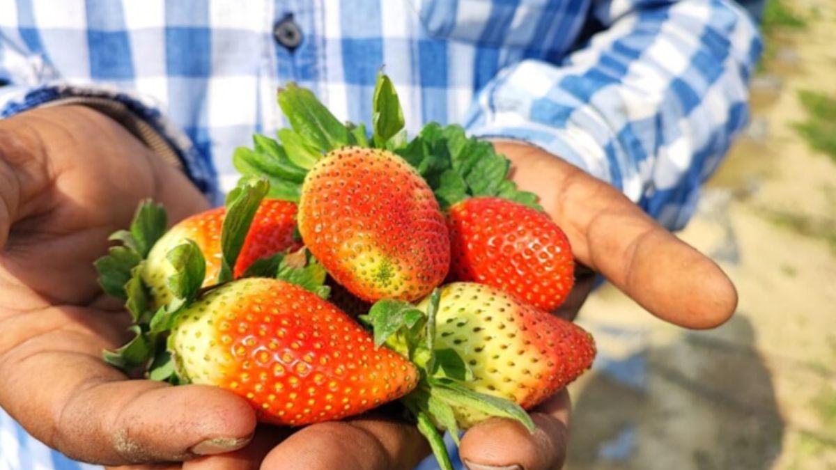 स्ट्रॉबेरी की खेती के लिए मिलेगी 40 परसेंट की सब्सिडी
