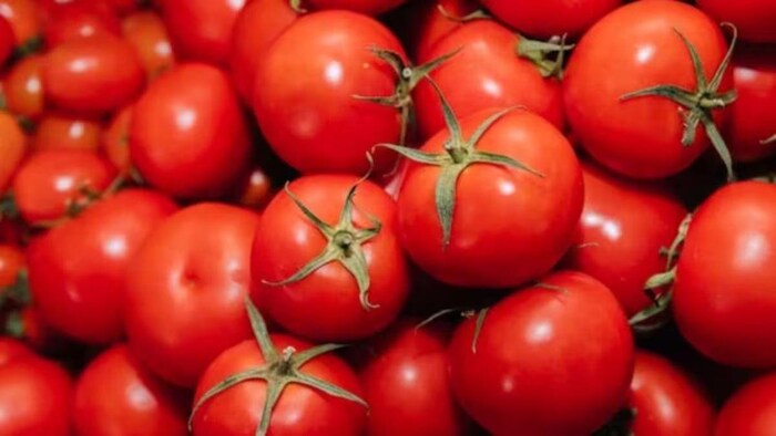 अगस्त के मध्य तक 30 रुपये किलो मिलने लगेगा टमाटर, सांकेतिक तस्वीर