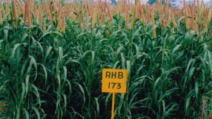 जोरदार पैदावार देती है बाजरे की ये किस्म