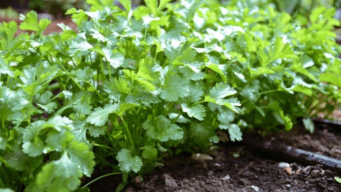 बेस्ट क्वालिटी का धनिया उगाना चाहते हैं तो यहां से खरीदें बीज