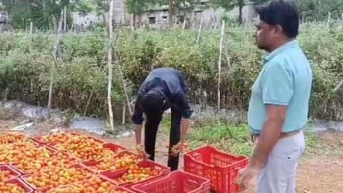 छत्तीसगढ़ के किसान अरुण कुमार साहू टमाटर की फसल से हर रोज कमा रहे 10 लाख रुपए