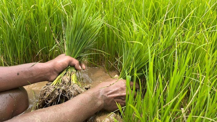 खरीफ धान को बर्बाद कर देगी जंगली घास