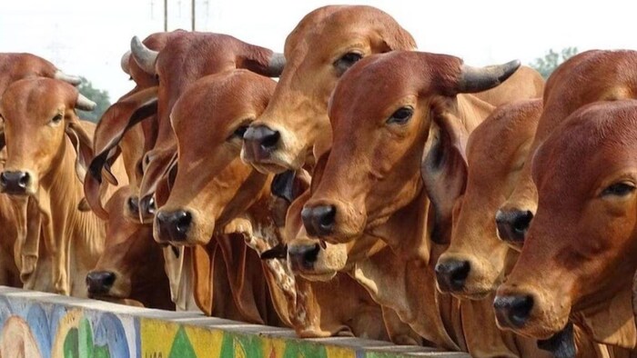 हरियाणा में बेहद कम पैसे में खरीद सकेंगे दुधारू पशु