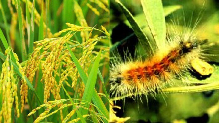 कीट-पतंगों से फसल नुकसान का भी मिलेगा मुआवजा