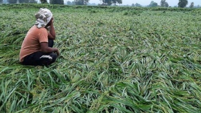 अब पटवारी नहीं, गांव के लोग ही करेंगे फसलों की गिरदावरी