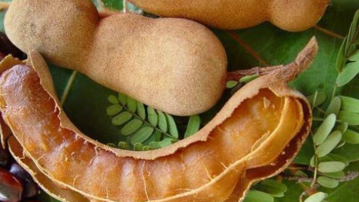 Tamarind Prices: इमली की बढ़ीं कीमतें, फिर भी किसान खुश नहीं, जानें कारण 
