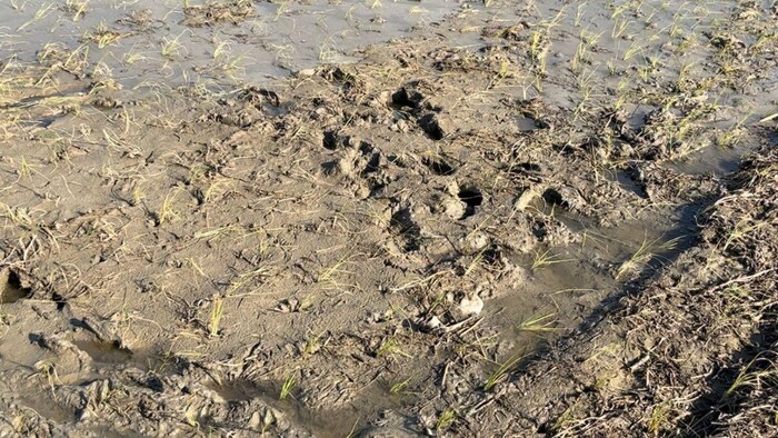 खरीफ सीजन में डीजल पंपसेट से सिंचाई करने पर बिहार सरकार दे रही है अनुदान. फोटो-किसान तक