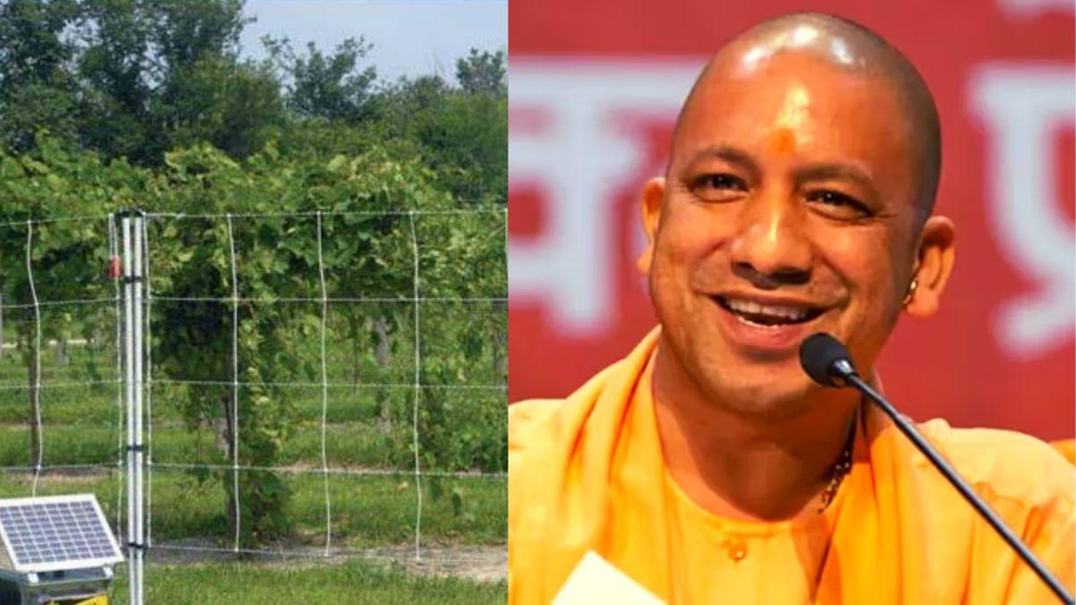 क्या है मुख्यमंत्री खेत सुरक्षा योजना, क्या मिलते हैं फायदे, सांकेतिक तस्वीर 