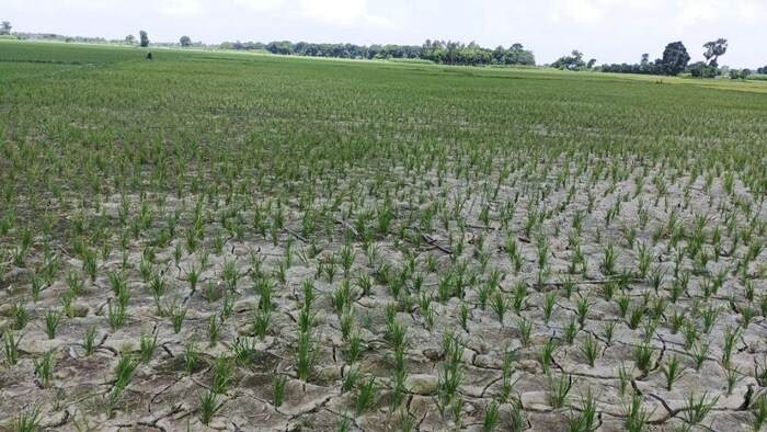 बारिश और बिजली के अभाव में धान की फसल सूख रही. फोटो-किसान तक