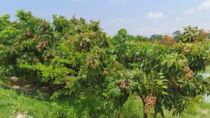 लौंगन की सफल बागवानी