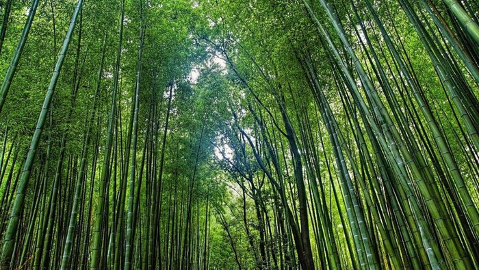 खेती से लेकर मार्केटिंग तक के लिए राष्ट्रीय बांस मिशन एक बहुद्देश्यीय योजना है.