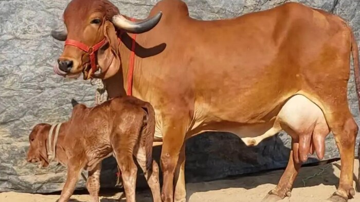 पशुपालन विभाग की नजर पूरे प्रदेश में बनी हुई है.