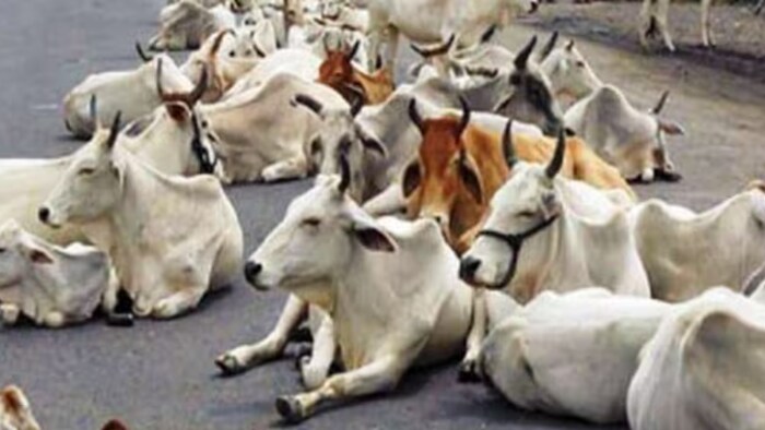 खेतों के चारों ओर लगाए जाएंगे करंट वाले तार, पर नहीं होगी पशु की मौत