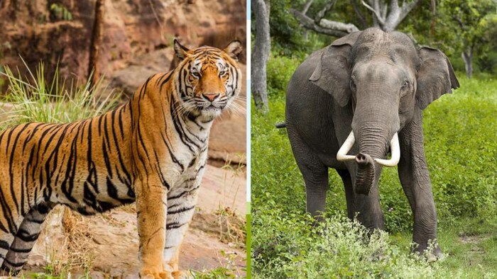 वृक्षों के समुचित संरक्षण के फलस्वरूप वन्य जीवों की संख्या में भी इजाफा हुआ है.