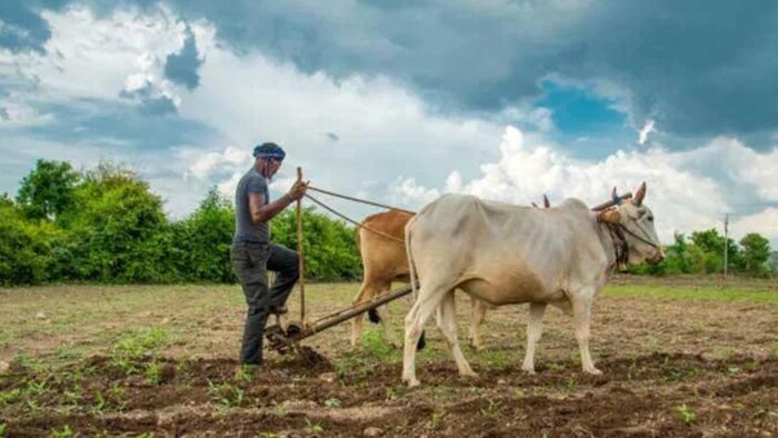 बीज का उपचार मूंग के विशिष्ट राइजोबियम कल्चर से अवश्य करें.