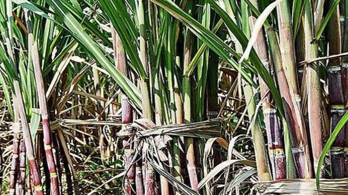 गन्ने की खेती है किसानों के लिए फायदेमंद - फोटो किसान तक