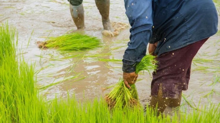 धान के खेतों में कितना होना चाहिए, पानी यहां जानें पूरी जानकारी - फोटो फ्रीपिक