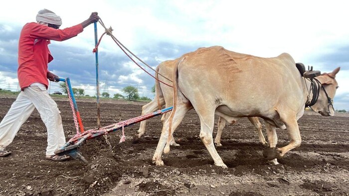 महाराष्ट्र में मॉनसून की बेरूखी है, इस वजह से सूखे जैसे हालात हैं. लातूर में बारिश के इंतजार के बीच खेत में जुताई करता किसान- फोटो किसान तक