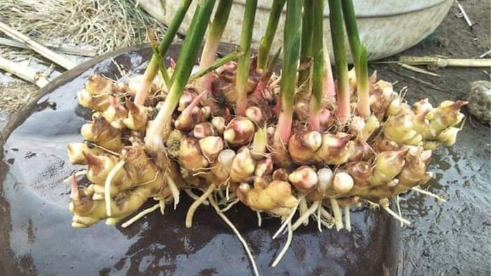 अदरक की खेती से किसानों को मिल सकता है अच्छा लाभ