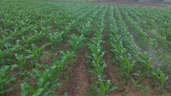 फसलों की सुरक्षा के लिए ये 5 अच्छे टिप्स