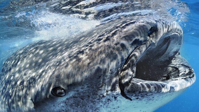 व्हेल की उल्टी से तैयार होता है परफ्यूम!