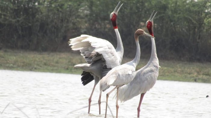 अब राजस्थान के 19 जिलों में हुए 44 वेटलैंड. फोटो- DIPR