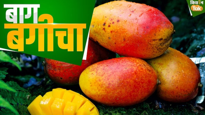 आम की लाल किस्मों की जानकारी