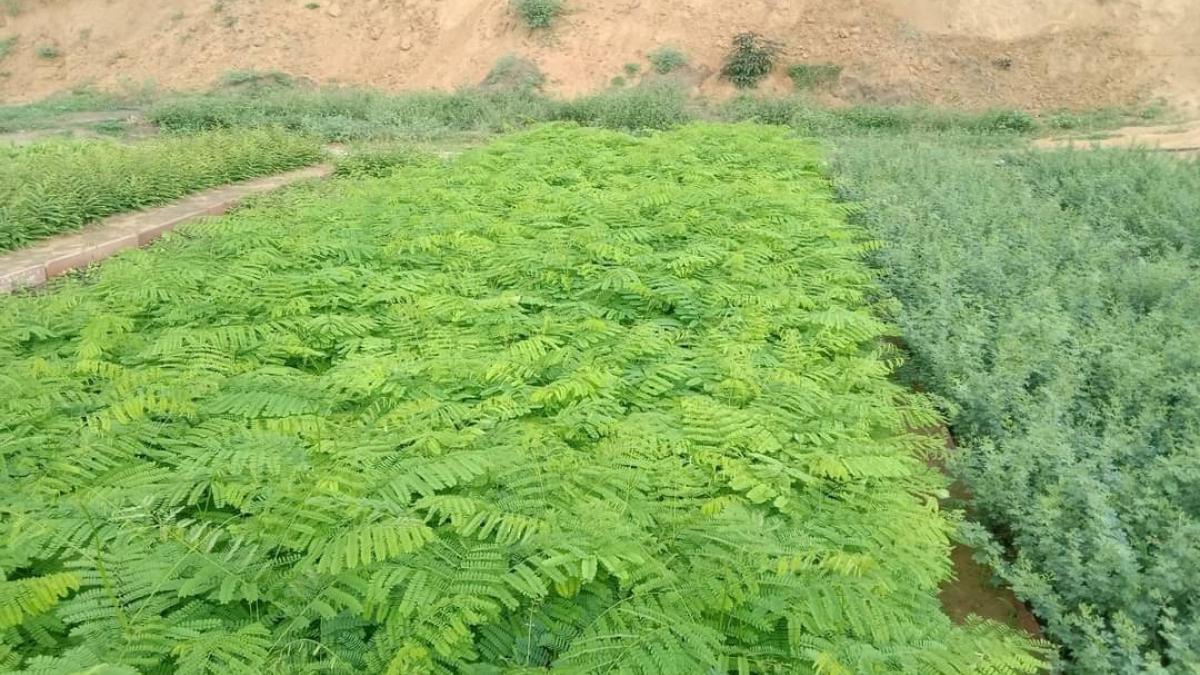 Rajasthan: अब तक 50 लाख से अधिक पौधे वितरित, ऑनलाइन मिल रहे पौधे