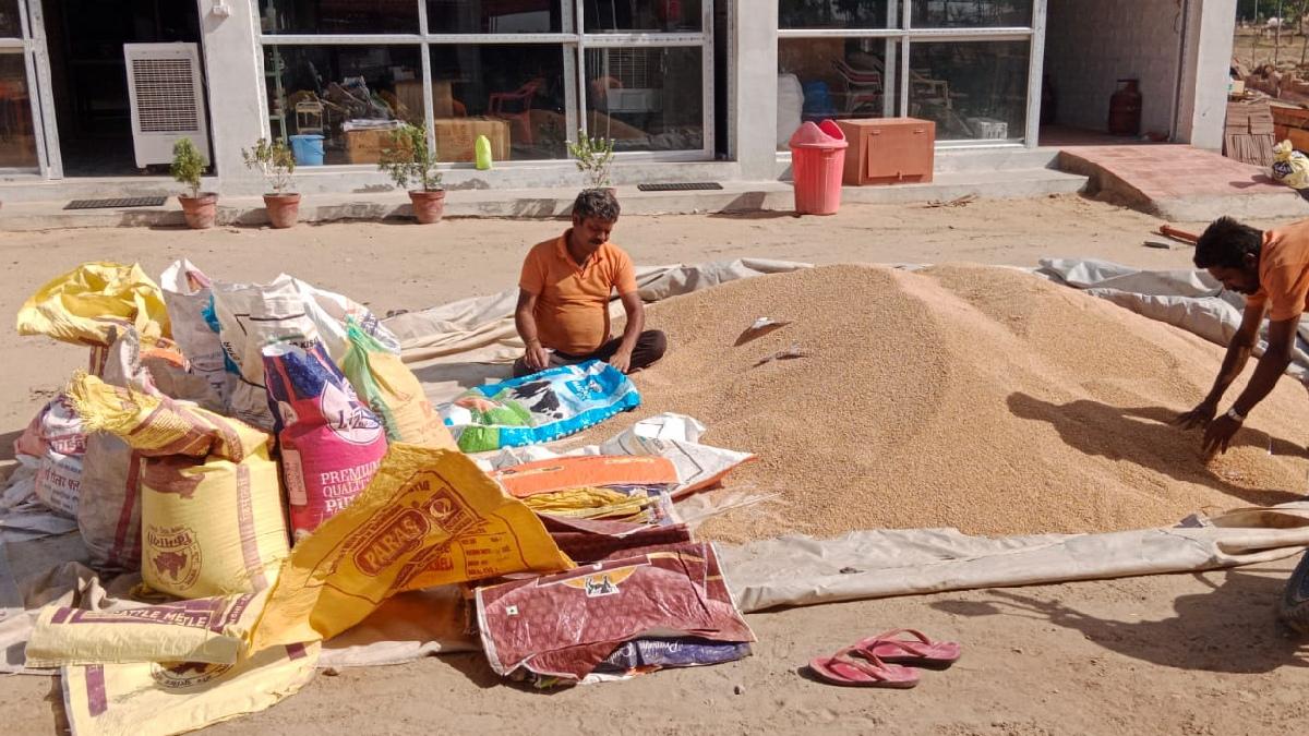 खुले बाजार में आठ लाख टन गेहूं-चावल बेचेगा FCI, अलग-अलग राज्यों में कल होगी अनाजों की नीलामी