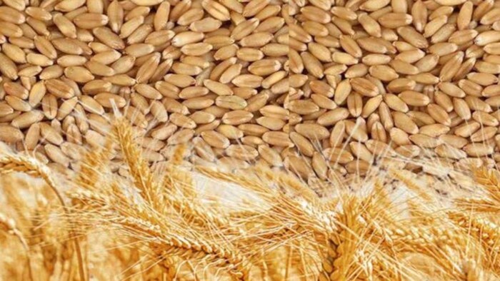 5वीं ई-नीलामी में डेढ़ लाख टन हुई गेहूं की बिक्री