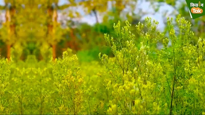 व्हाइट मैरी गोल्ड का पौधा. फोटो क्रेडिट-आईएचबीटी