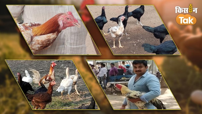 पेरुवियन मुर्गे ने बदली किसान परिवार की किस्मत