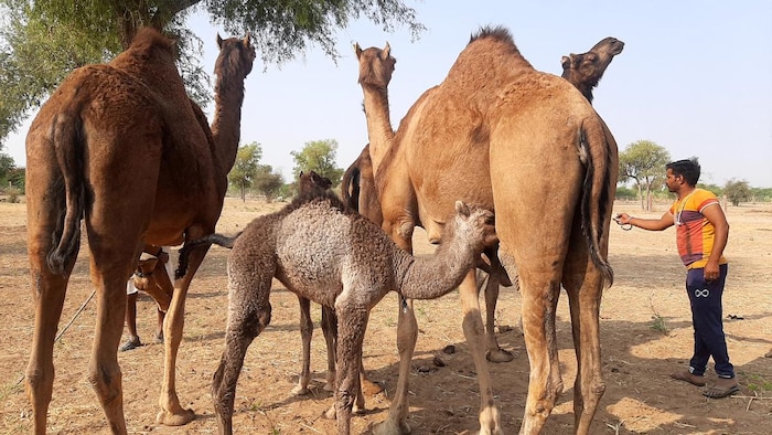 नागौर के परबतसर में लगता है वीर तेजाजी पशुमेला. फाइल फोटो- Madhav Sharma