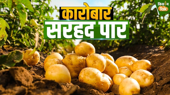 आलू का प्रतीकात्मक ग्राफिक्स. ग्राफिक्स क्रेडिट-संदीप भारद्धाज