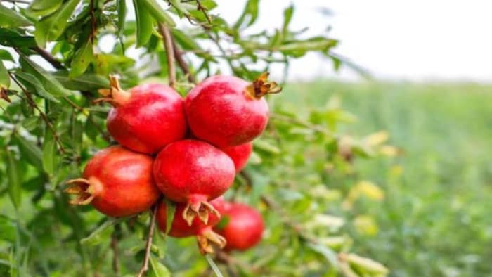 ये हैं अनार की पांच उन्नत किस्में, अगस्त में इसकी खेती देगी बंपर कमाई