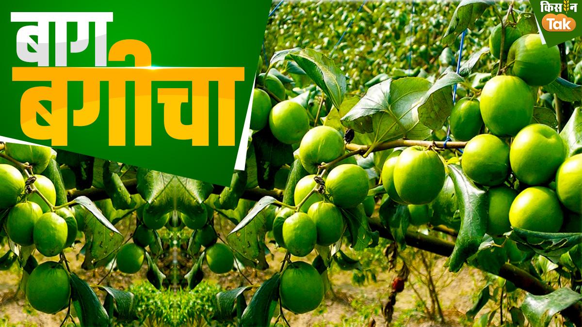 Fruits Orchard : थाई एप्पल से हाई हो रहा किसानों का मुनाफा, जानें लागत और तकनीक से जुड़ी पूरी डिटेल