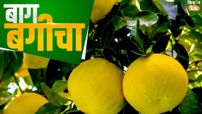 बेल की खेती से जुड़ी अहम बातें