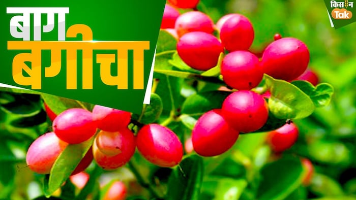 करौंदा की खेती से किसानों की बेहतर कमाई होती है