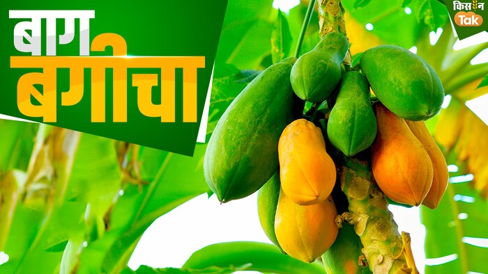 बेहतर लाभ देने वाली है पपीते की खेती
