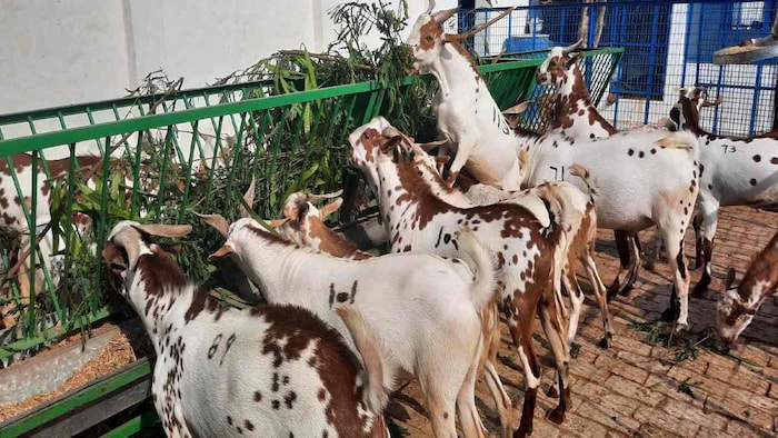 फार्म पर चारा खातीं बकरी और बकरे. फोटो क्रेडिट-किसान तक